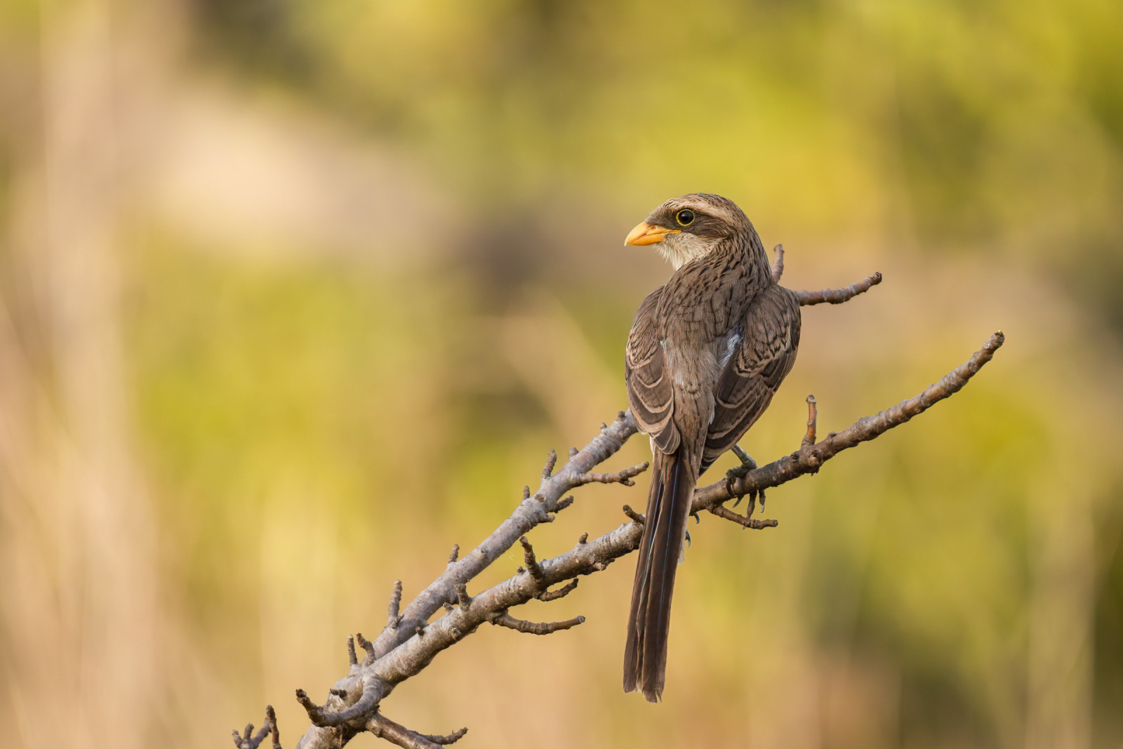 image Yellow-billed Shrike